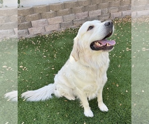 Mother of the Golden Retriever puppies born on 07/08/2026