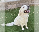 Small Photo #1 Golden Retriever Puppy For Sale in WADDELL, AZ, USA