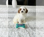 Small Photo #3 Cavapoo Puppy For Sale in GREENWOOD, IN, USA