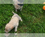 Small Photo #11 Goldendoodle Puppy For Sale in COVINGTON, GA, USA