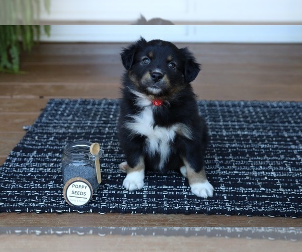 Medium Photo #6 Miniature American Shepherd Puppy For Sale in DAWSON, GA, USA
