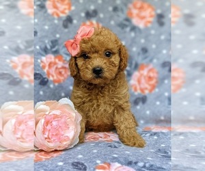 Cavapoo-Poodle (Miniature) Mix Puppy for sale in KIRKWOOD, PA, USA