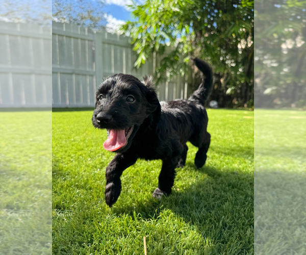Medium Photo #11 Doodle-Goldendoodle Mix Puppy For Sale in WESTON, FL, USA