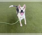 Small #1 German Shepherd Dog Mix