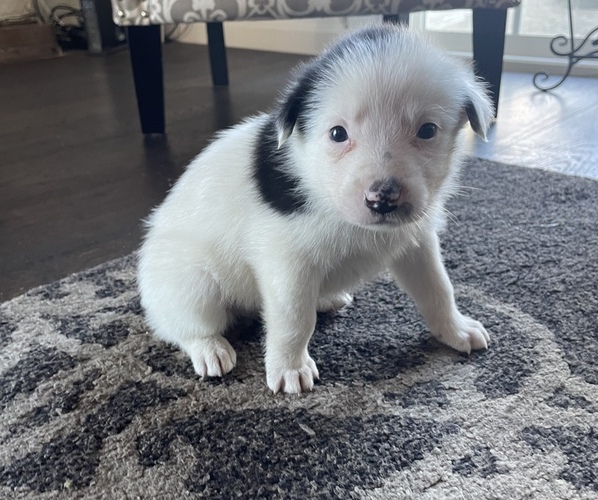 Medium Photo #2 Border Collie Puppy For Sale in HAYWARD, CA, USA