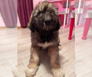 Pyredoodle Puppy for sale in BRAZIL, IN, USA