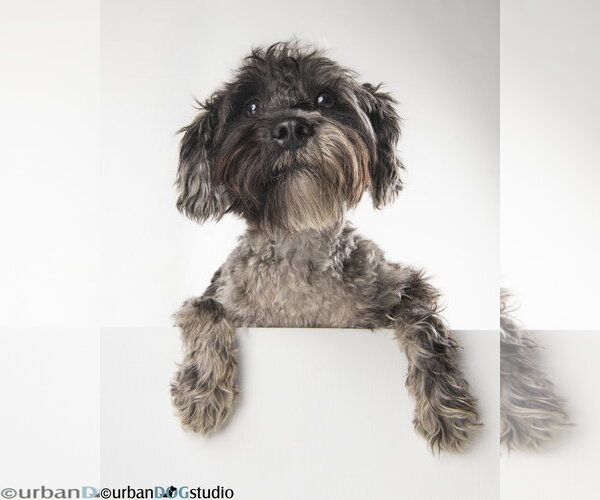 Medium Photo #3 Mutt Puppy For Sale in Tampa, FL, USA