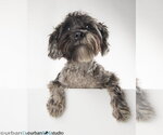 Small Photo #3 Mutt Puppy For Sale in Tampa, FL, USA