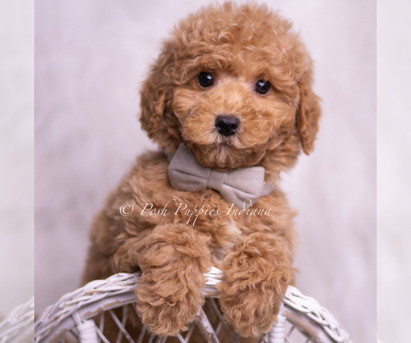 Medium Photo #74 Goldendoodle (Miniature) Puppy For Sale in WARSAW, IN, USA