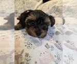 Small Photo #16 Yorkshire Terrier Puppy For Sale in RHOADESVILLE, VA, USA