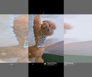 Mother of the Cavapoo (Miniature) puppies born on 09/22/2025