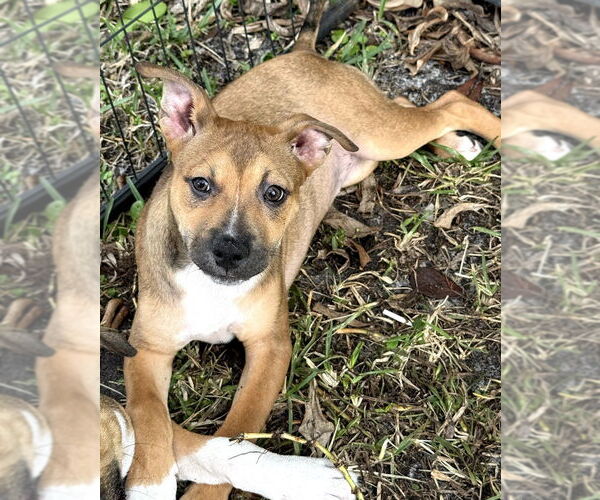 Medium Photo #2 Labrador Retriever-Unknown Mix Puppy For Sale in Royal Palm Beach, FL, USA