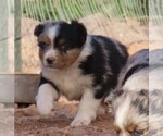 Small Photo #31 Miniature Australian Shepherd Puppy For Sale in WITTMANN, AZ, USA