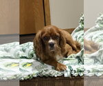 Forrest - Male Cavalier King Charles Spaniel Dog for Adoption - Small photo