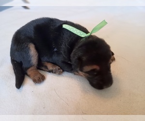 German Shepherd Dog Puppy for sale in OAK GROVE, OR, USA