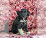 Small Photo #4 Sheltidoodle Puppy For Sale in CHRISTIANA, PA, USA