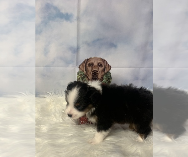 Medium Photo #1 Miniature American Shepherd Puppy For Sale in EVANS, CO, USA