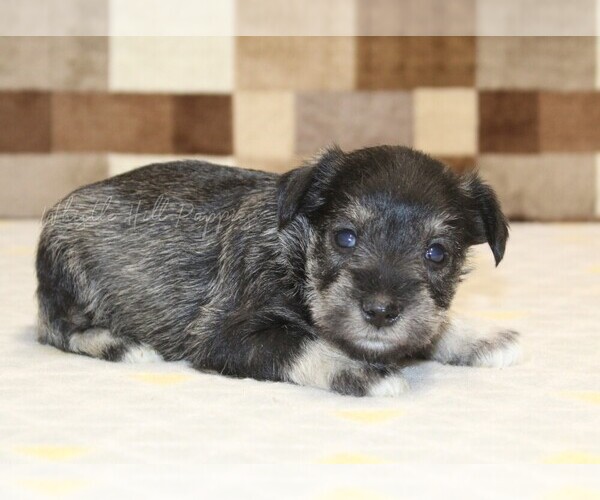 Medium Photo #3 Schnauzer (Miniature) Puppy For Sale in DENVER, PA, USA