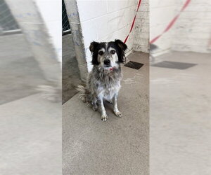 Mutt Dogs for adoption in San Bernardino, CA, USA