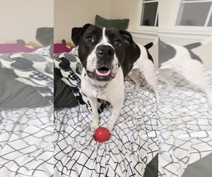 Cooper Lizman - Male Pointer-Unknown Mix Dog for Adoption - Photo #7