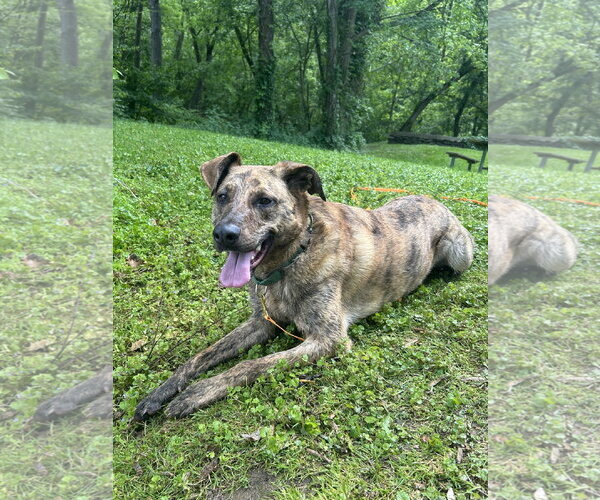 Medium Photo #6 Mutt Puppy For Sale in Sykesville, MD, USA