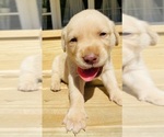 Puppy Jagger Labrador Retriever
