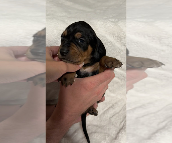 Medium Photo #37 Black and Tan Coonhound-Bluetick Coonhound Mix Puppy For Sale in OAK HILLS, CA, USA