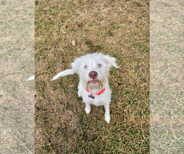 Medium Photo #3 Maltese-Unknown Mix Puppy For Sale in Texarkana, TX, USA
