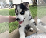 Small Photo #2 Siberian Husky Puppy For Sale in AMARILLO, TX, USA