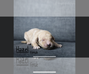Goldendoodle Puppy for sale in GR, MI, USA