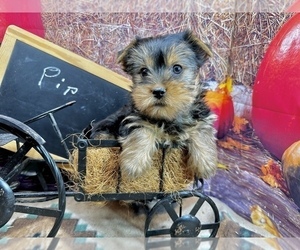 Yorkshire Terrier Puppy for sale in CASSVILLE, MO, USA