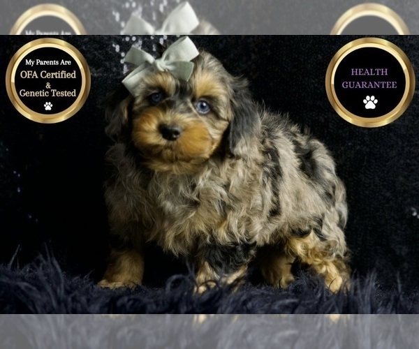Medium Photo #62 Morkie Puppy For Sale in WARSAW, IN, USA