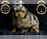 Small Photo #62 Morkie Puppy For Sale in WARSAW, IN, USA