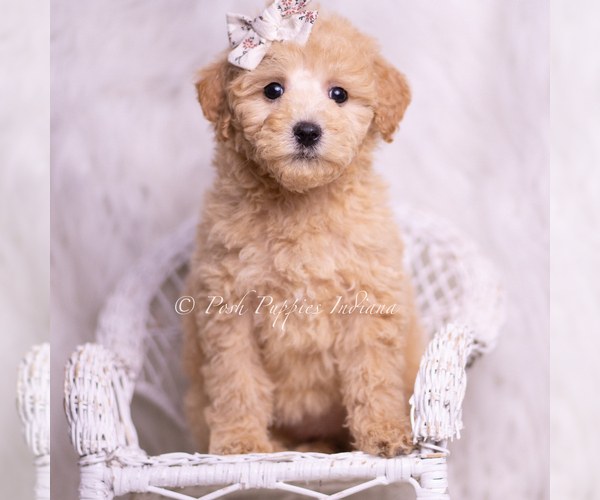 Medium Photo #55 Goldendoodle (Miniature) Puppy For Sale in WARSAW, IN, USA