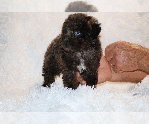 Medium Photo #5 Poodle (Toy) Puppy For Sale in DYERSBURG, TN, USA