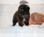 Small #4 Poodle (Toy)