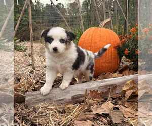 Medium Miniature Australian Shepherd