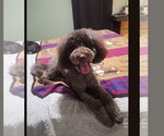 Small Goldendoodle