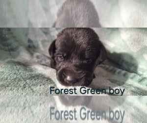 Medium Labrador Retriever