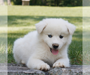 Samoyed-Siberian Husky Mix Puppy for sale in GAP, PA, USA