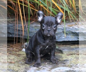 French Bulldog Puppy for sale in LEBANON, PA, USA