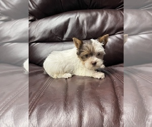 Yorkshire Terrier Puppy for Sale in CAMBY, Indiana USA