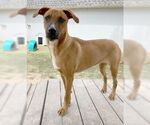 Small #2 Labrador Retriever Mix