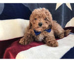 Small Photo #6 Cavachon-Poodle (Miniature) Mix Puppy For Sale in LANCASTER, PA, USA
