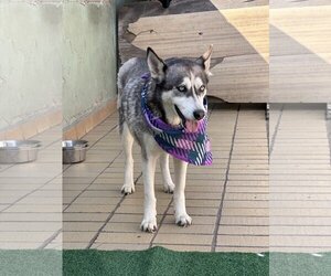 Dixie - Female Huskies -Unknown Mix Dog for Adoption - Photo #2