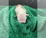 Small Photo #37 Boston Terrier Puppy For Sale in TULARE, CA, USA