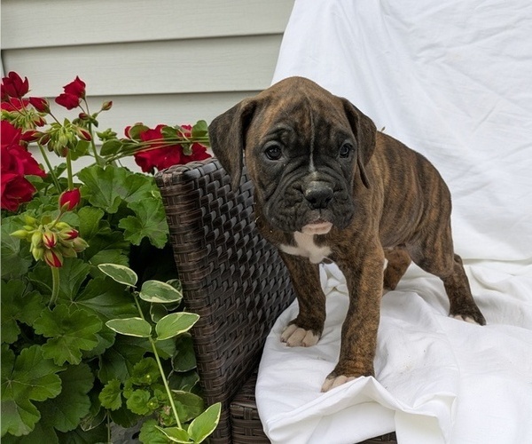 Medium Photo #7 Boxer Puppy For Sale in GOSHEN, IN, USA