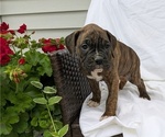 Small Photo #63 Boxer Puppy For Sale in GOSHEN, IN, USA