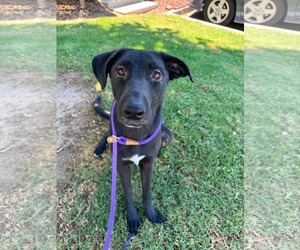 Dolly - Female Labrador Retriever-Unknown Mix Dog for Adoption - Photo #8