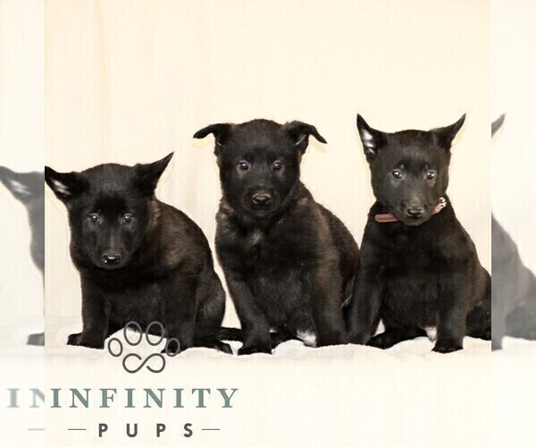 Medium Photo #2 Belgian Malinois Puppy For Sale in RONKS, PA, USA